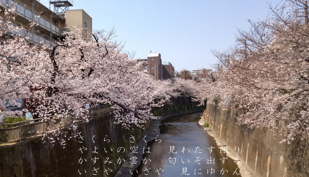 さくら　さくら